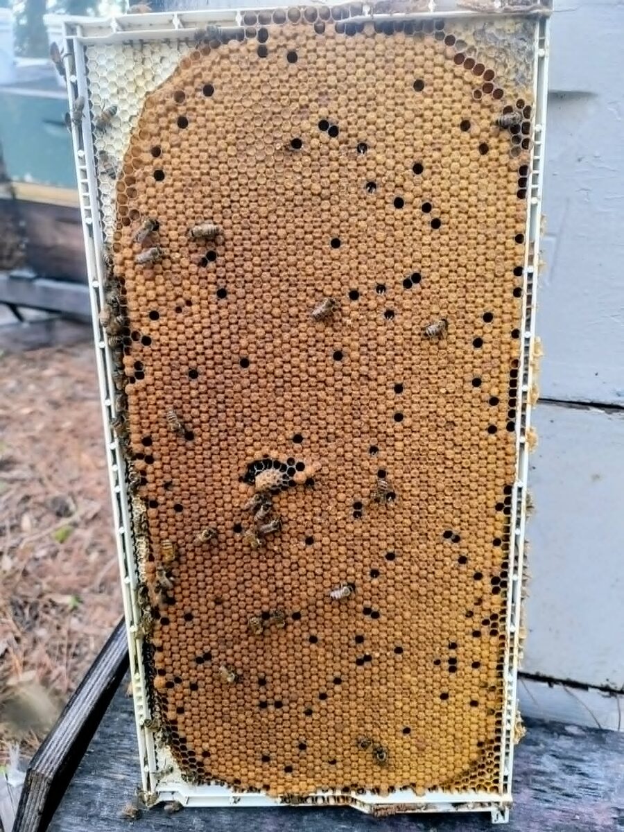 A frame showing a solid wall-to-wall capped brood pattern from a Fisher queen