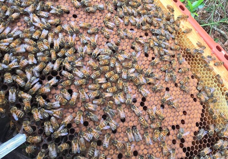 A tight brood pattern on a frame from a breeder colony