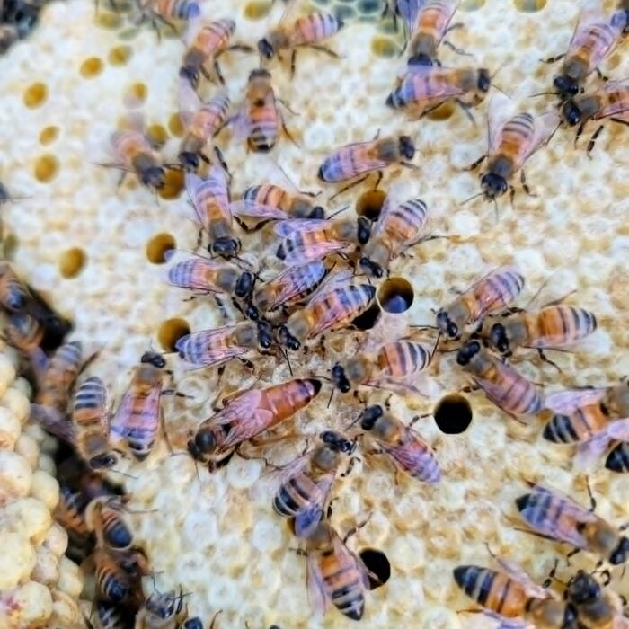 Golden Cordovan bees on white comb