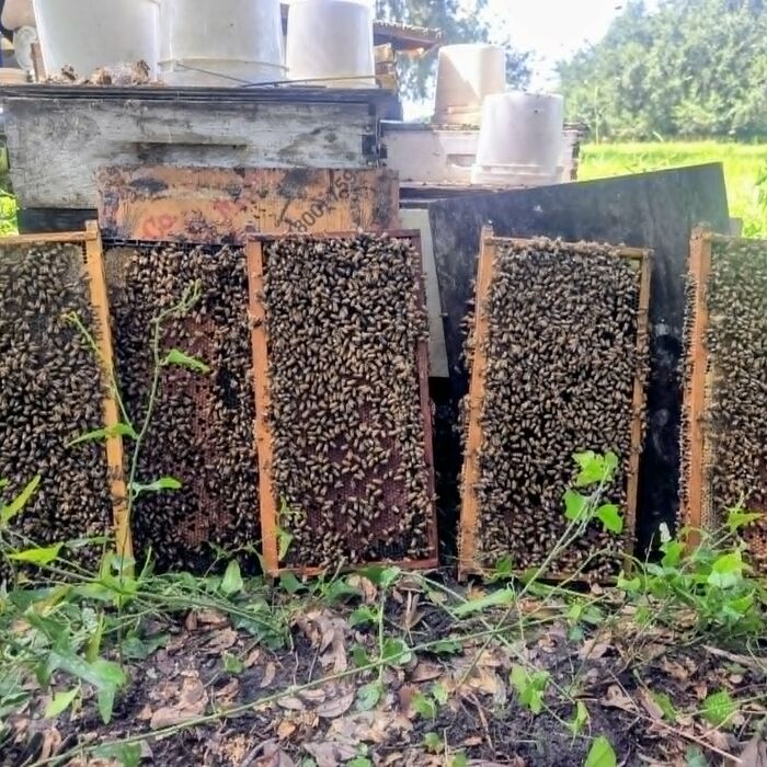 Bee-covered frames leaning in the grass at a Fisher yard