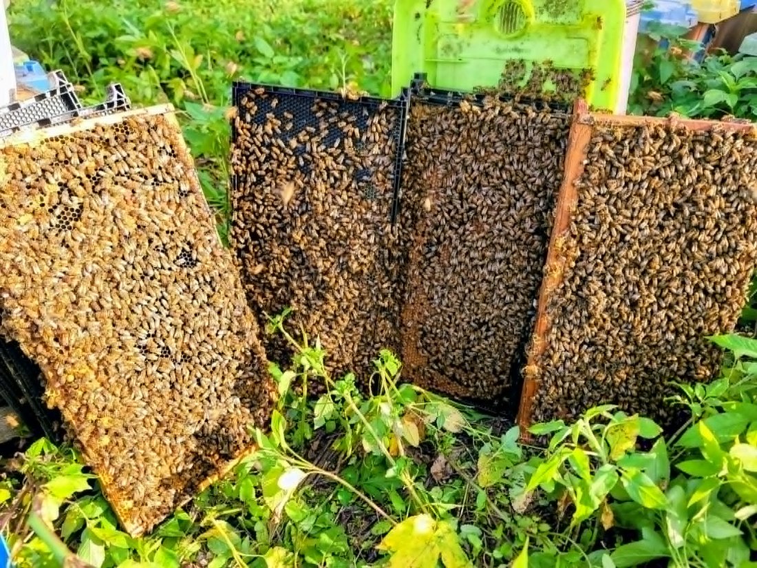 Honey-heavy frames leaning in the grass at the Fisher yards