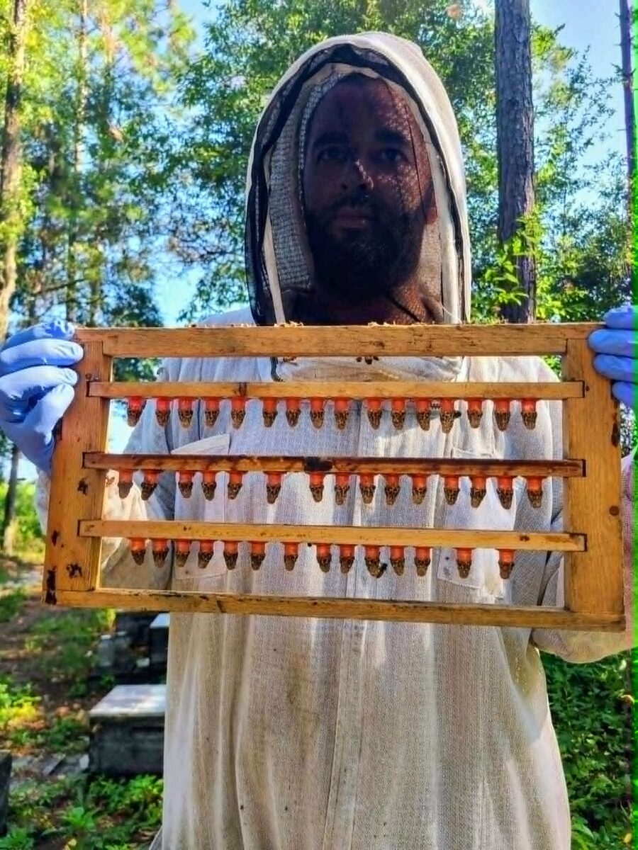 A suited beekeeper holding a cell bar frame loaded with capped queen cells